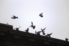 circling-pigeons-west-broad-street-tamaqua-2-8-2017-35