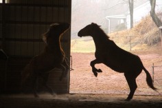 horses-at-horses-and-horizons-therapeutic-learning-center-west-penn-1-21-2017-65